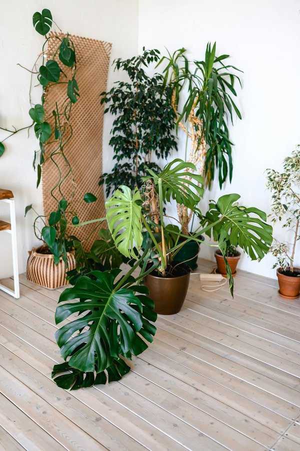 Les meilleures plantes pour un massif moderne devant la maison