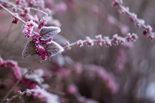 conseils pour entretenir un jardin en hiver